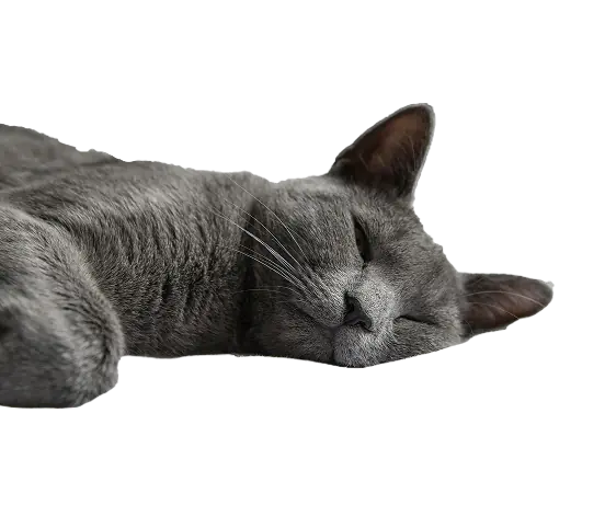 Chat : dépistage précoce des troubles cardiaques